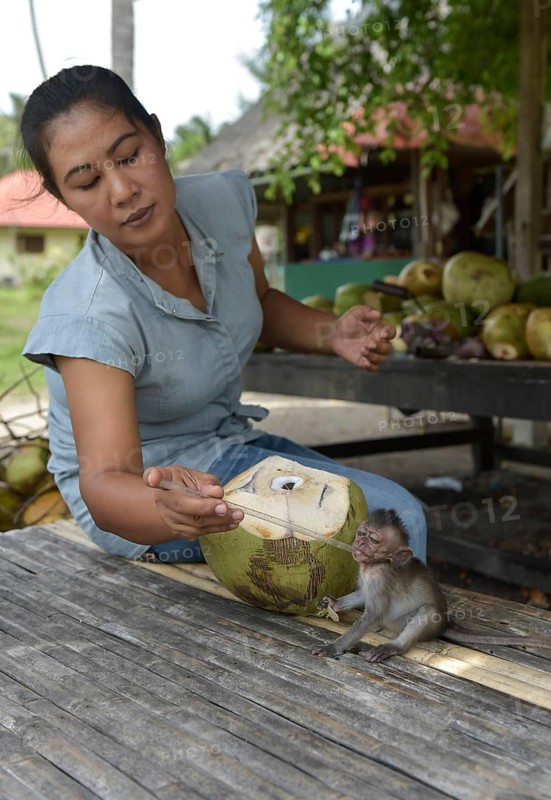 Young Northern pig-tailed macaque (Macaca leonina) is fed by a woman with a straw