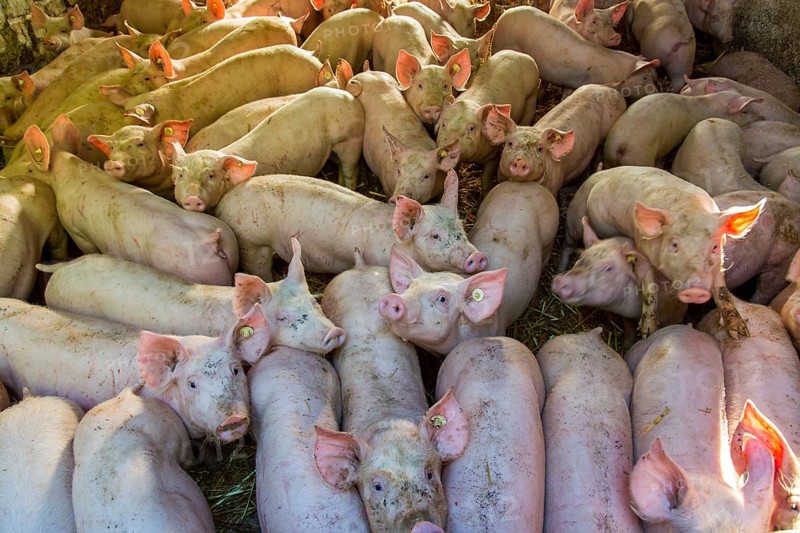 Piglets in a stable