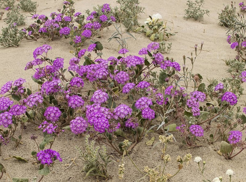 Sand Verbena (Abronia villosa) in flower in Anza-Borrego