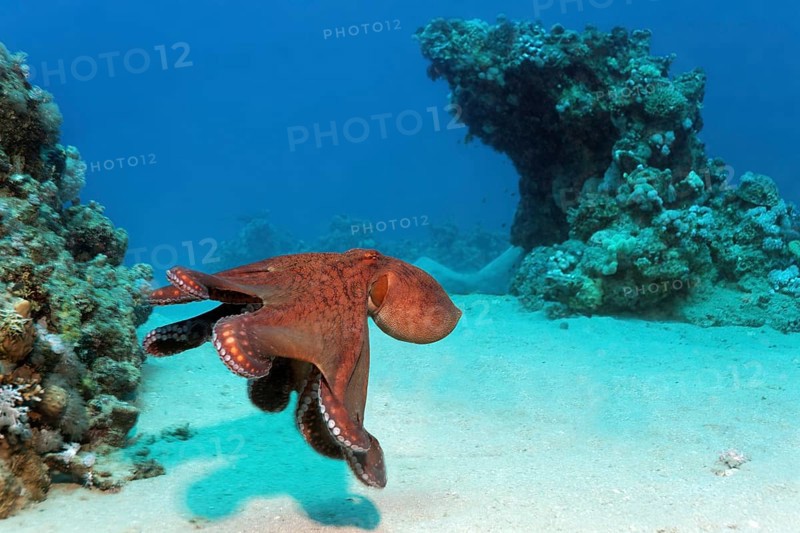 Big Blue Octopus (Octopus cyanea)
