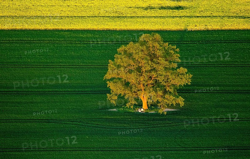 Tree in a green field