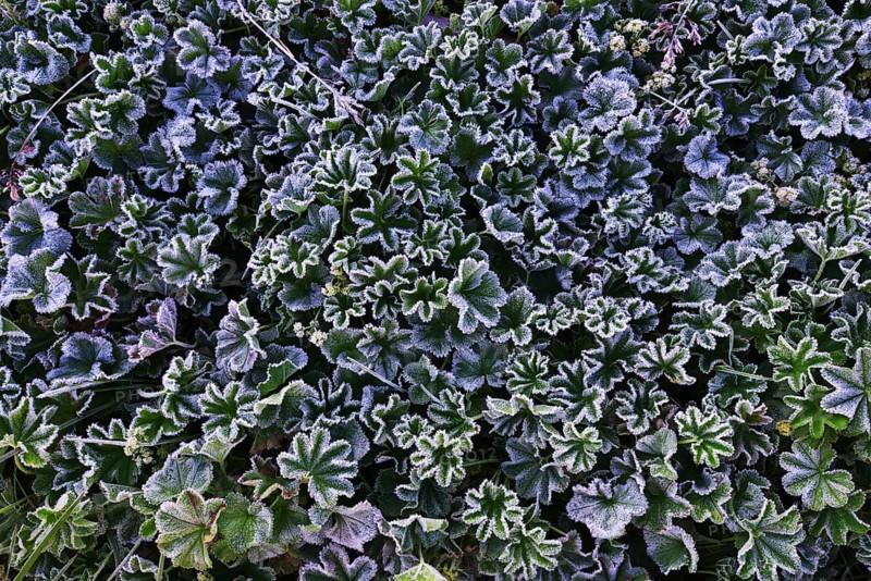 Lady's Mantle (Alchemilla sp.) with morning frost