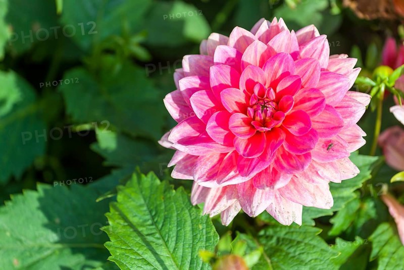 The blossom of a Dahlia 'Berliner Kleene'