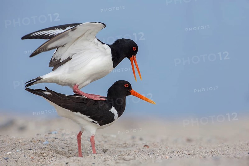 Oystercatcher (Haematopus ostralegus)