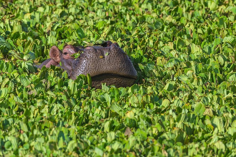 Hippopotamus (Hippopotamus amphibius) in a pond covered with water lettuce