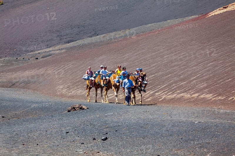 Dromedary camels