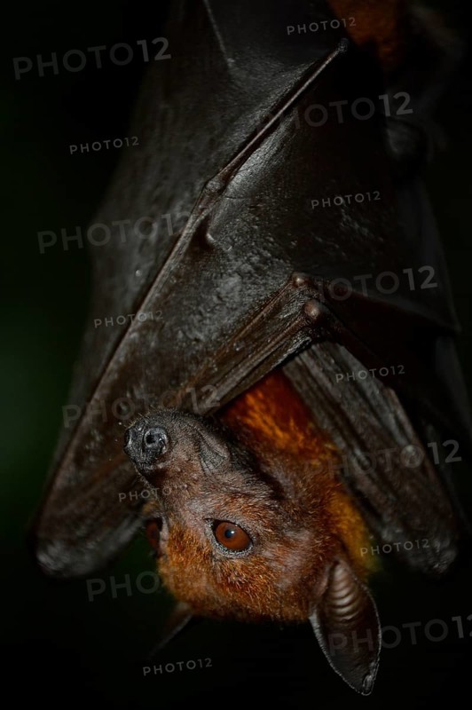 Flying Fox (Pteropus sp.)
