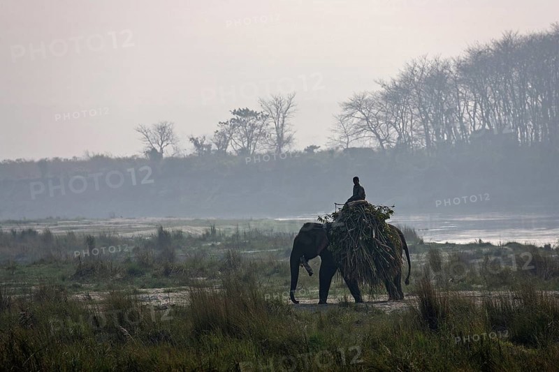 A mahout riding his elephant on the East Rapti River at Sauraha