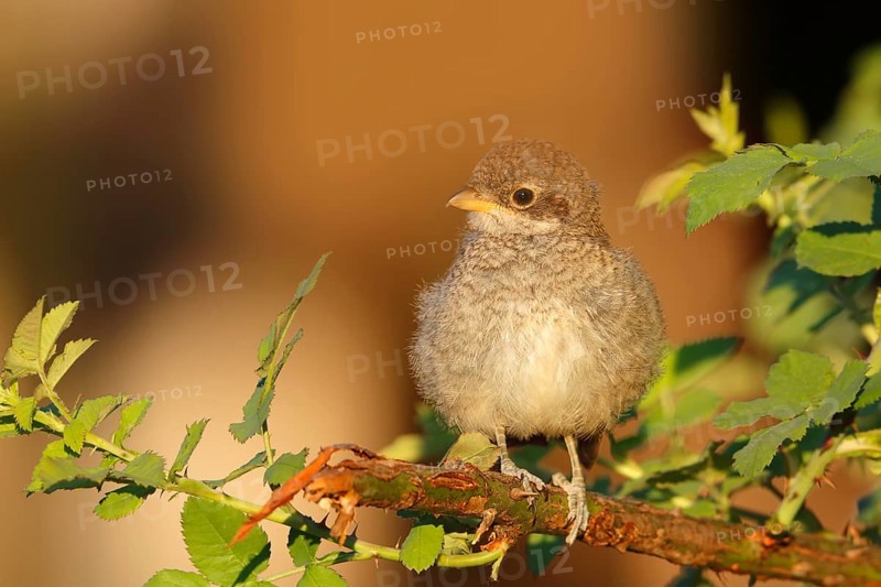 Red-backed Shrike (Lanius collurio)