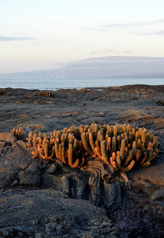 Lava Cactus (Brachycereus nesioticus) in evening light