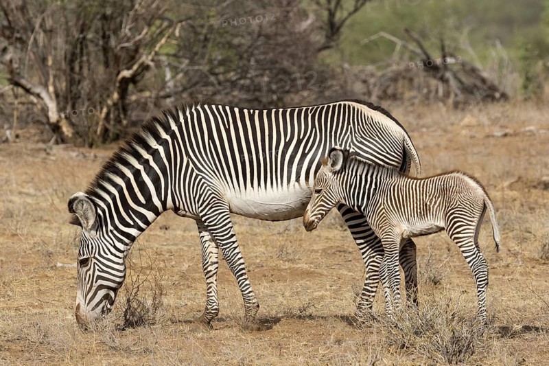 Grevy's Zebras (Equus grevyi)
