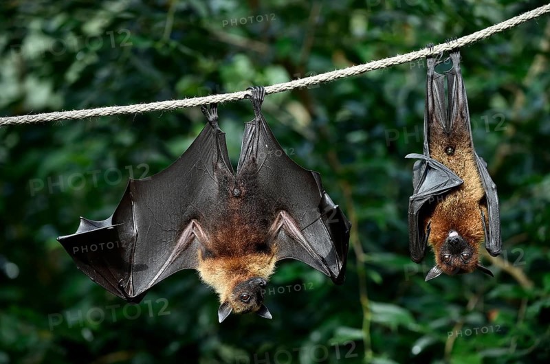 Two flying foxes (Pteropus sp.)