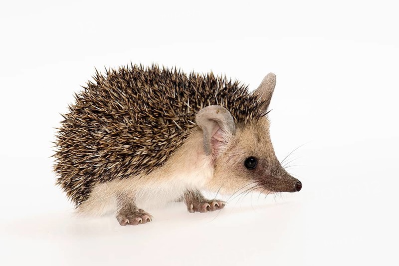 Egyptian Long-eared Hedgehog (Hemiechinus auritus aegypticus)