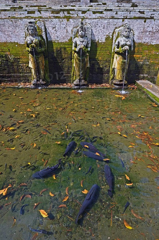 Water pool with water spouts and fish in the Goa Gaja Elephant Temple