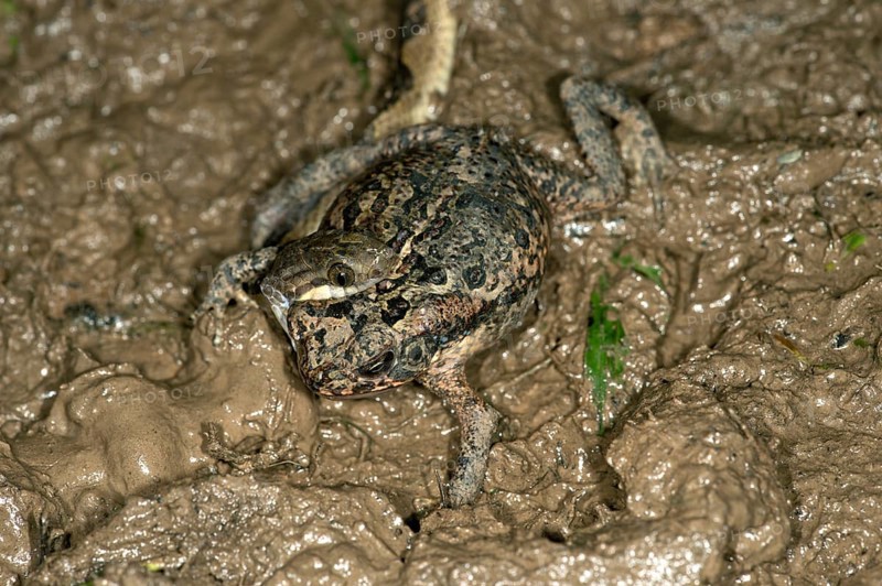 Banded Cat-eyed Snake (Leptodeira annulata) with a Ditch Frog or White-lipped Frog (Leptodactylus) in its mouth
