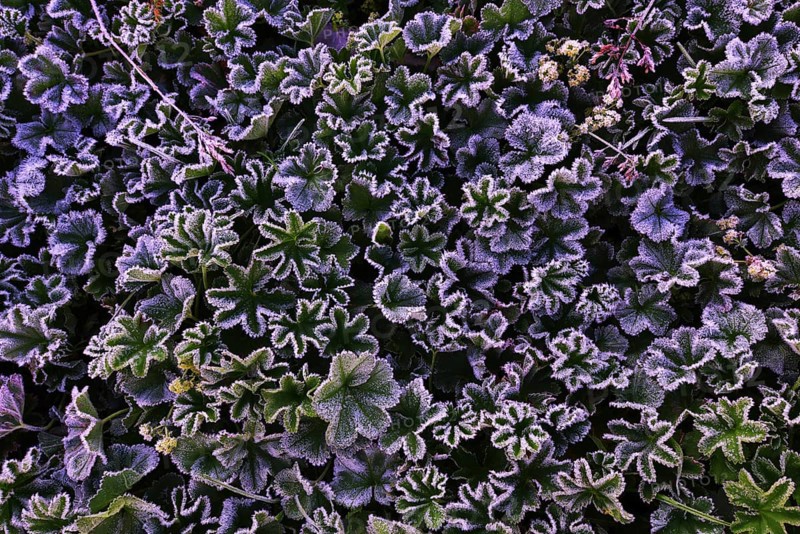 Lady's Mantle (Alchemilla sp.) with morning frost