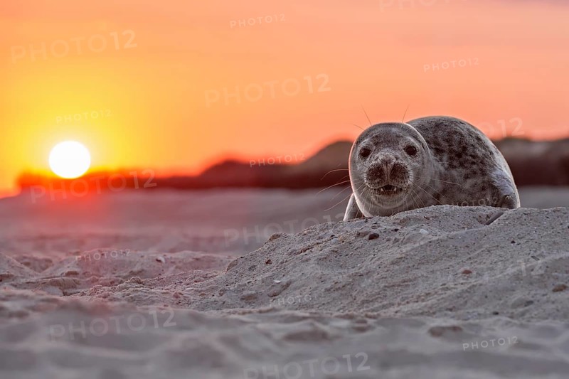 Seal (Phoca vitulina)