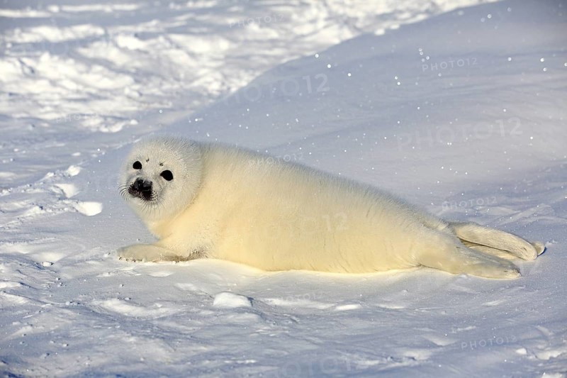 Harp Seal or Saddleback Seal (Pagophilus groenlandicus
