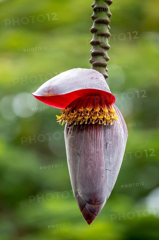 Banana plant (Musa paradisiaca)