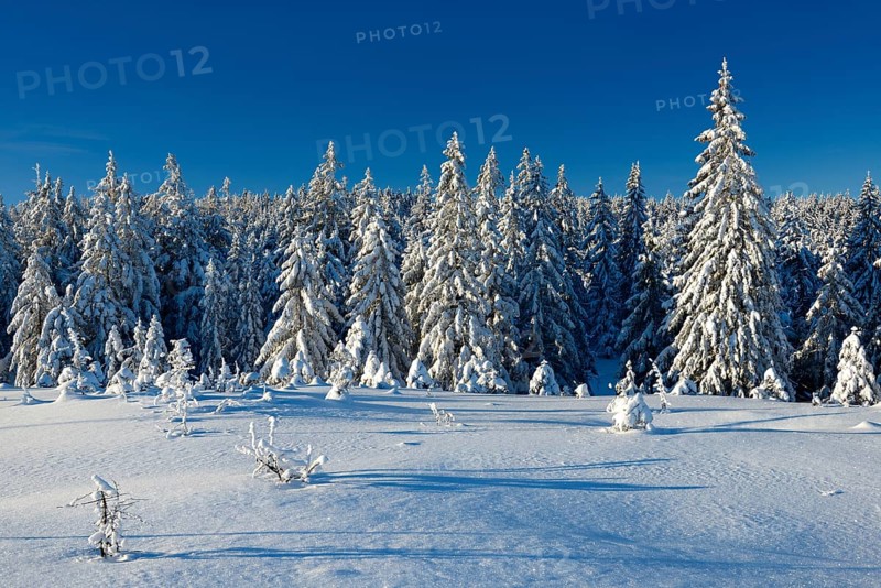 Snow-covered winter landscape