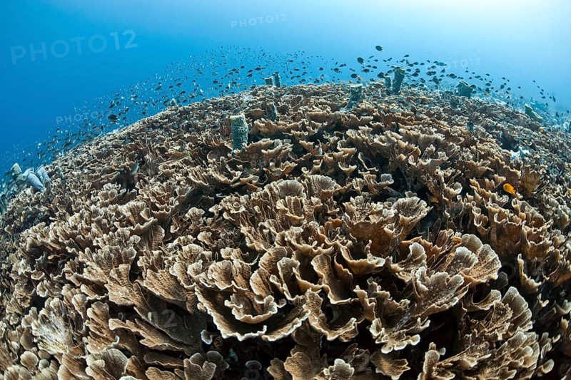 Chalice coral reef