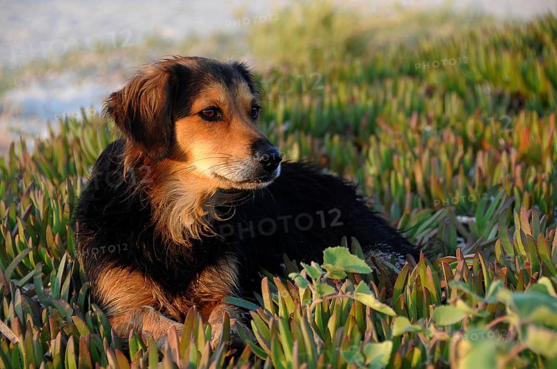 Stray dog with wet fur