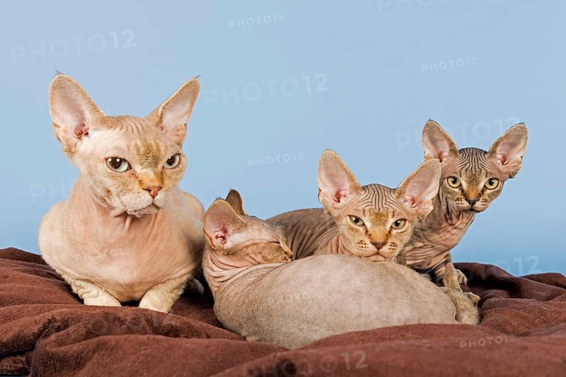 Devon Rex cat with three kittens