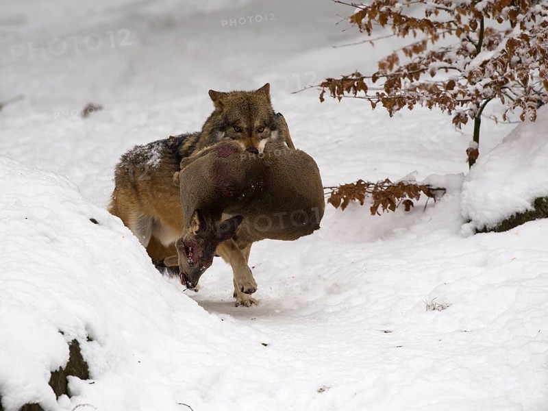 Wolf (Canis lupus) with a captured deer