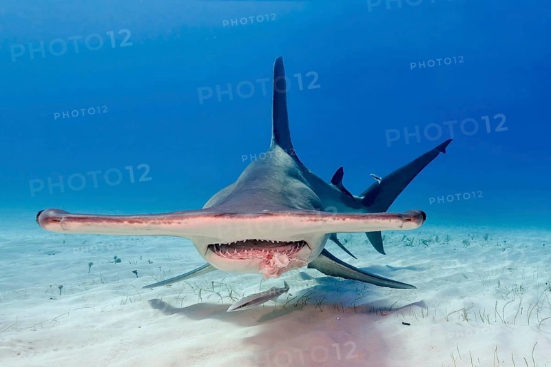 Great hammerhead shark (Sphyrna mokarran)