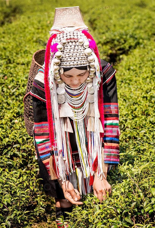 Akha hill tribe woman picking tea