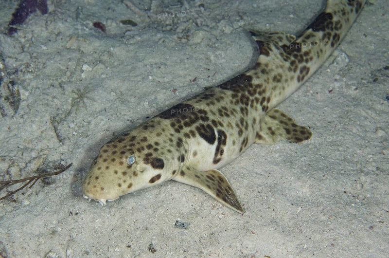 Indonesian Speckled Carpetshark (Hemiscyllium freycineti)
