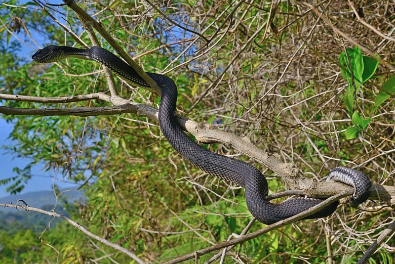 Mangrove pit viper (Trimeresurus purpureomaculatus) climbing in tree