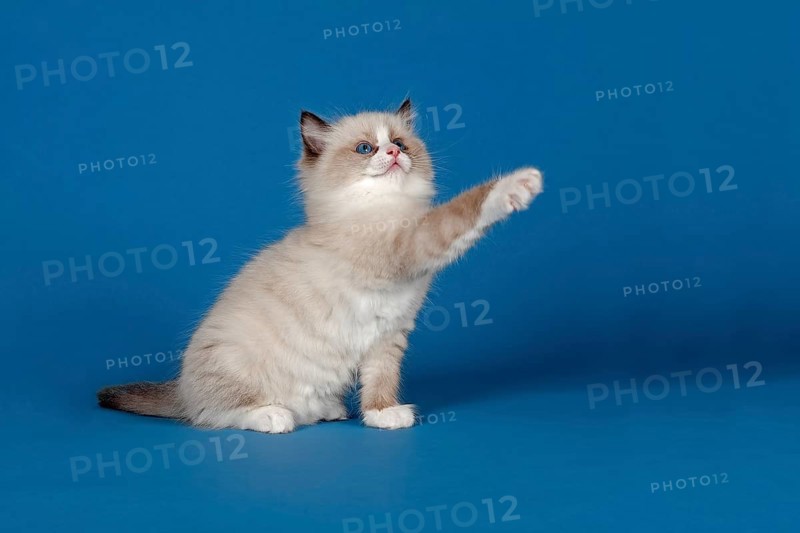 Ragdoll cat
