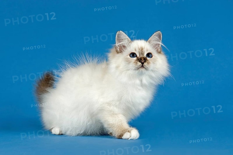 Birman Cat