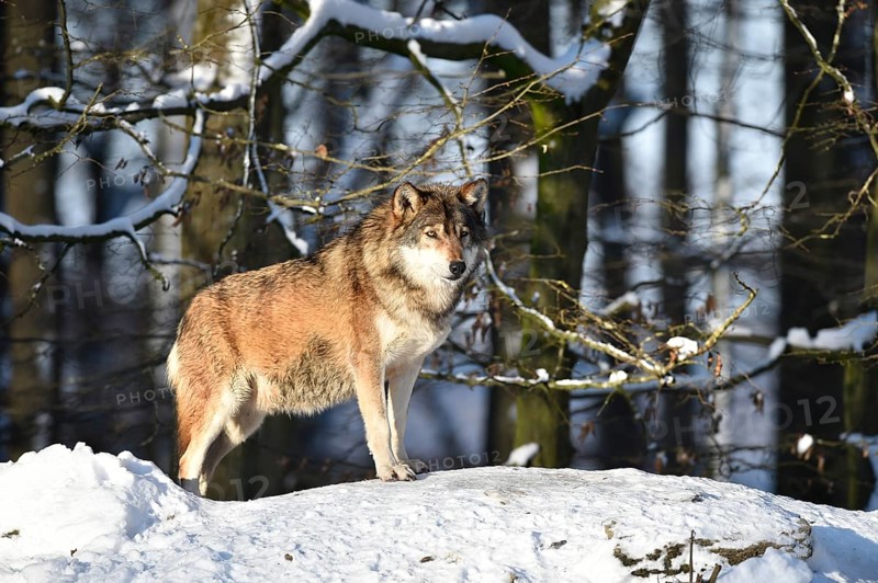 Male leader of the pack