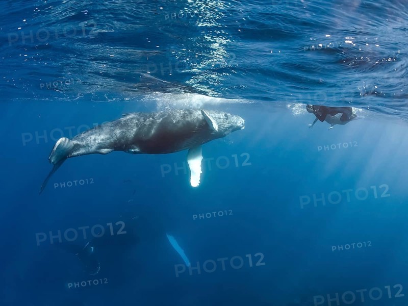 Humpback Whale (Megaptera novaeangliae)