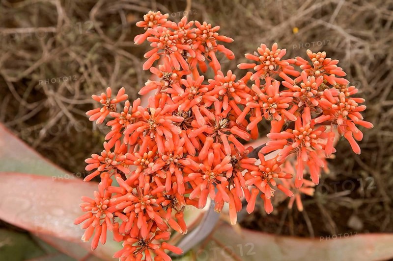 Aloe flowers (Aloe)