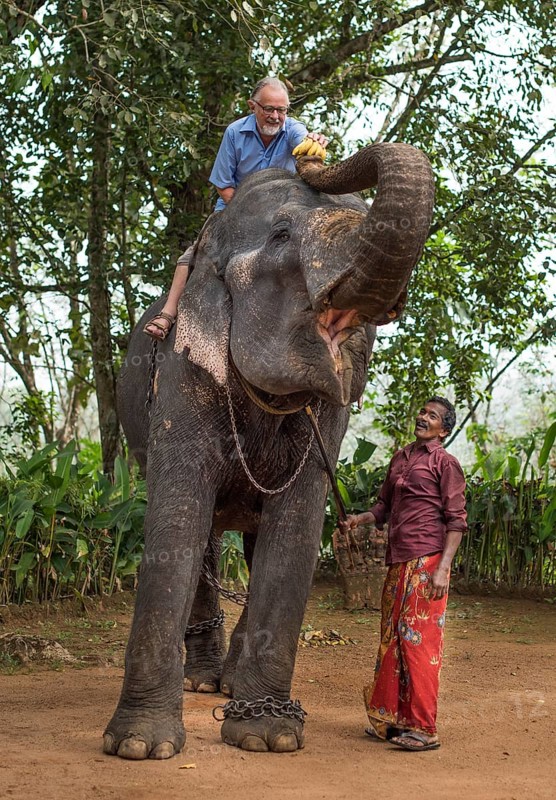 Tourist sitting on an elephant he is feeding