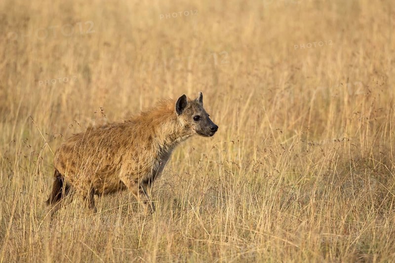 Spotted Hyena (Crocuta crocuta) adult