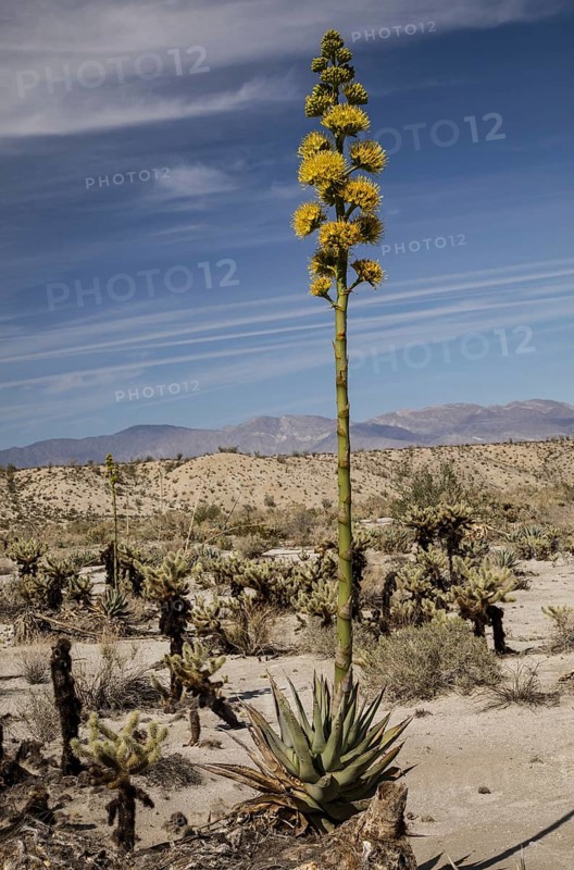 Desert Agave