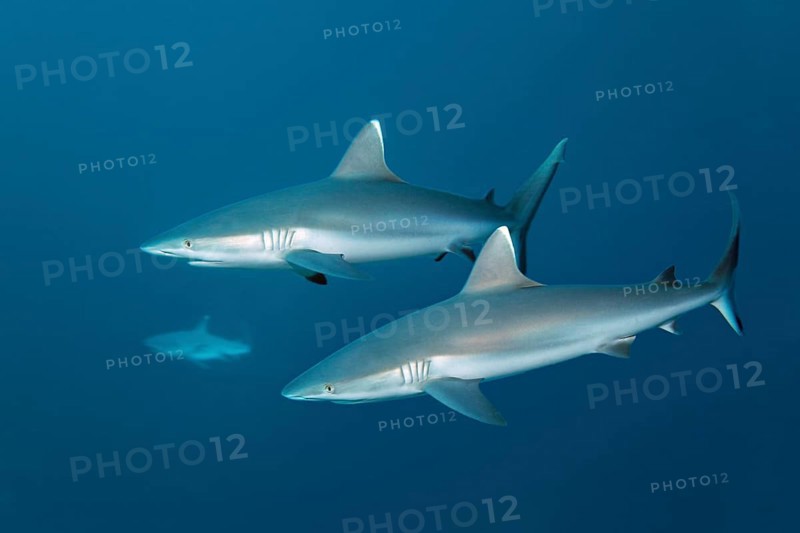 Three Grey Reef Sharks (Carcharhinus amblyrhynchos)