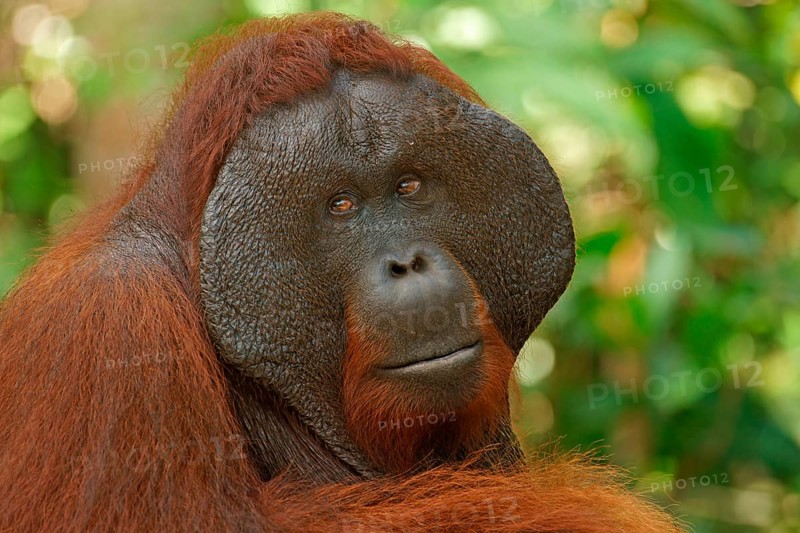 Bornean Orangutan (Pongo pygmaeus)