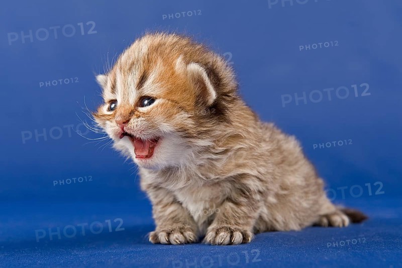 Persian kitten