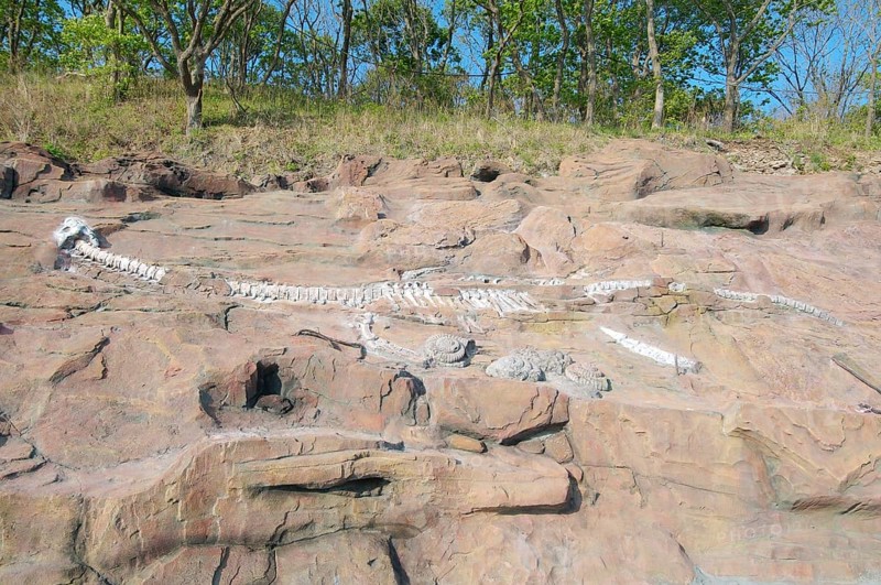 Skeleton
