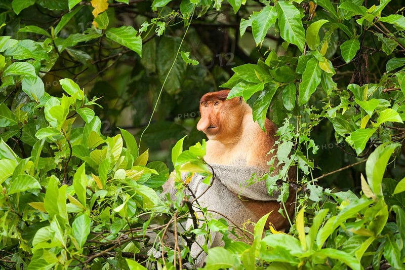 Proboscis Monkey (Nasalis larvatus) sitting in a tree