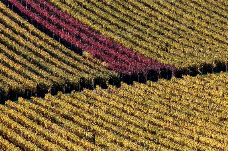 Vineyard in autumn colours