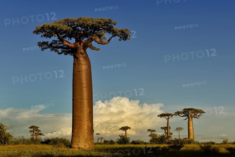Baobab Avenue (Adansonia grandidieri) in West Madagascar