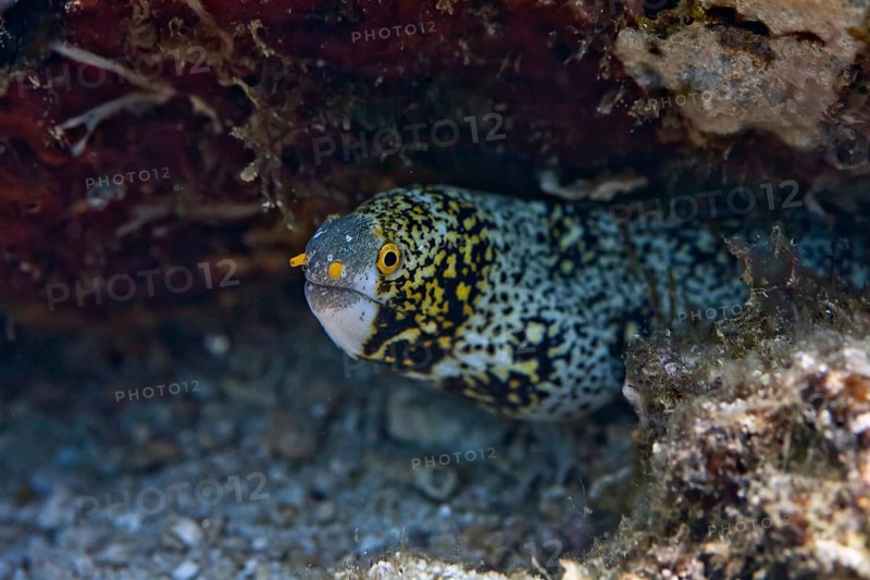 Snowflake moray (Echidna nebulosa)