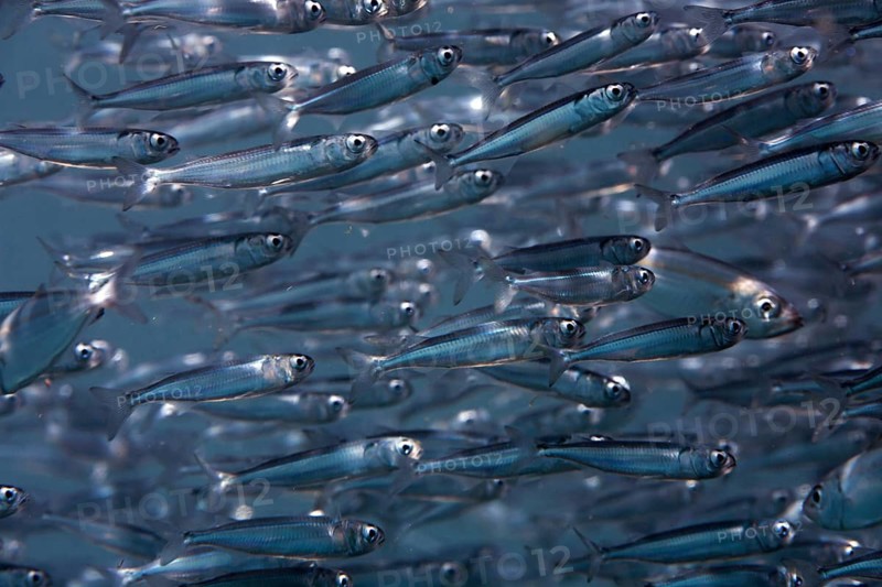Swarm of sweeper fish (Parapriacanthus)