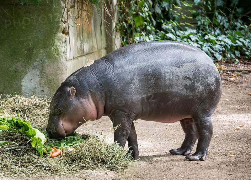 Pygmy Hippopotamus (Choeropsis liberiensis